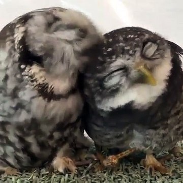 Ce que fait ce couple de chouettes va vous surprendre. Adorable !