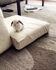 Ce bébé lapin ne peut pas s’arrêter de courir partout. Trop mignon !