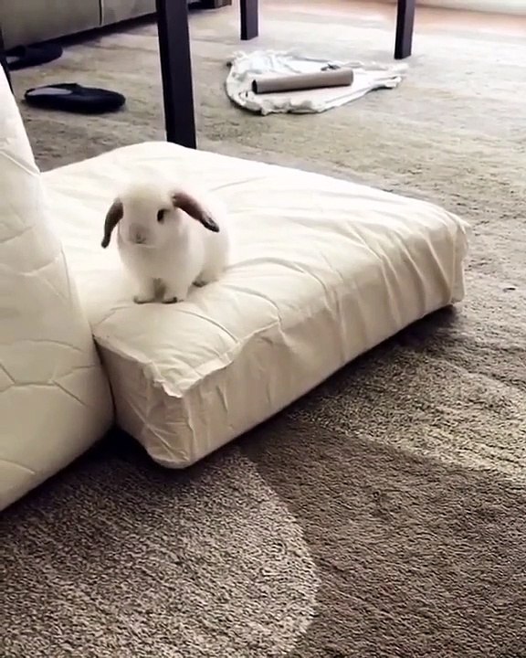 Ce bébé lapin ne peut pas s’arrêter de courir partout. Trop mignon !