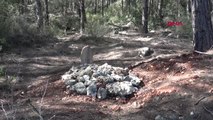 Antalya Ormandaki Mezardan Köpek Ölüsü Çıktı