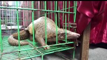 Java police expose endangered animal smuggling syndicate