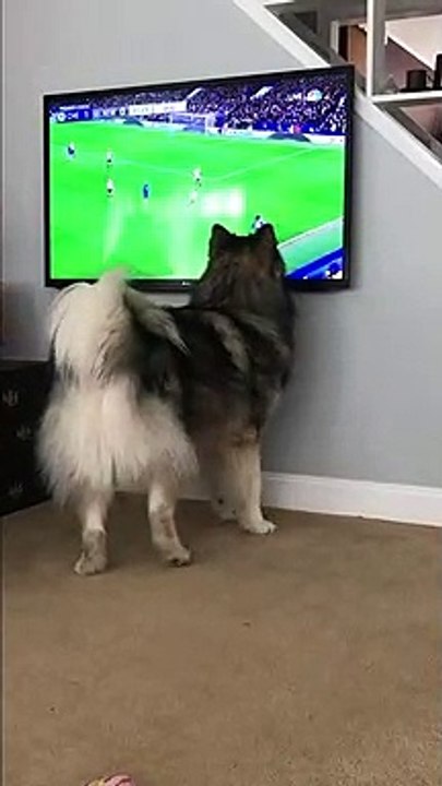 Dog tries to catch the football during a game of soccer on the TV