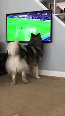 Dog tries to catch the football during a game of soccer on the TV
