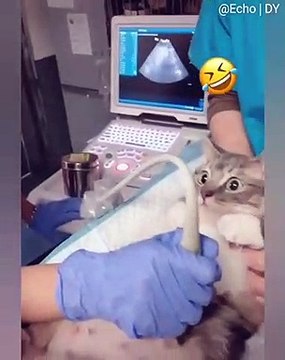 La réaction de cette chatte vous fera mourir de rire !