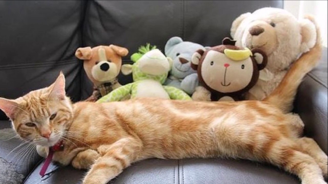 Diese Katze klaut jede Nacht fremde Kuscheltiere von ihren Nachbarn!