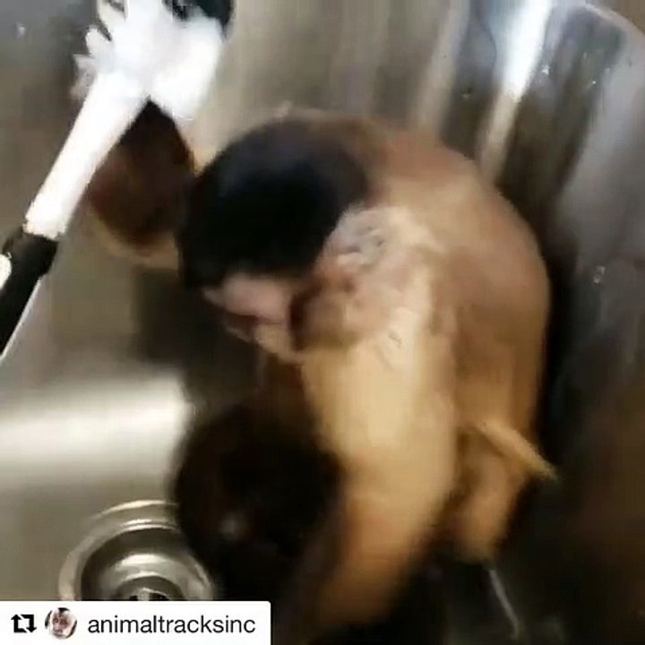 Lorsqu'un bébé singe nettoie le lavabo. Trop marrant !!