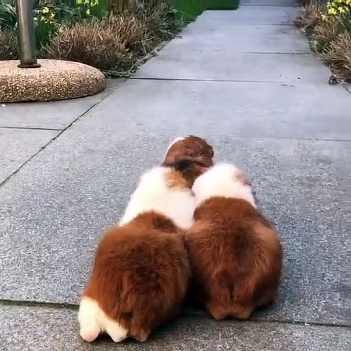 Ces cochons d'Inde pas comme les autres font une drôle de promenade !