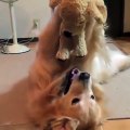 Regardez la réaction trop drôle de ce chien face à un chiot en peluche. Hilarant !