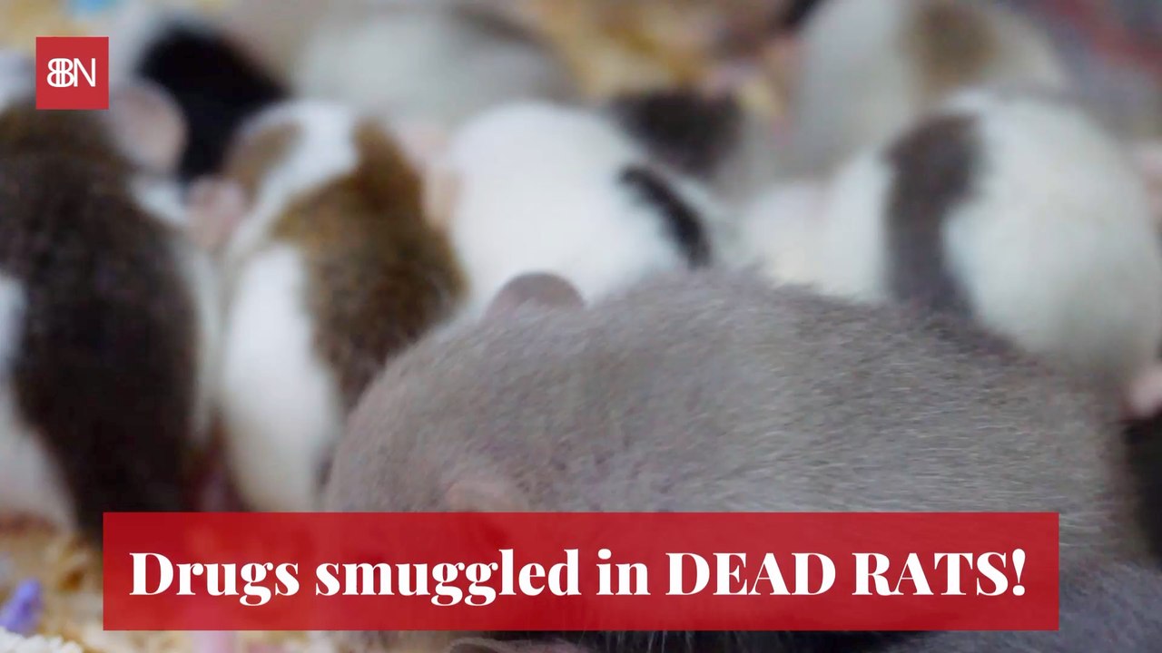 These Rats Were Caught Smuggling Again