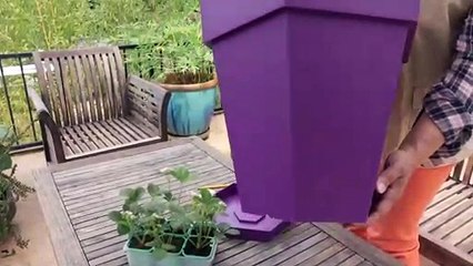 Comment faire votre pot à fraisiers ?