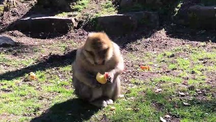 La montagne des singes fête son demi-siècle d'existence
