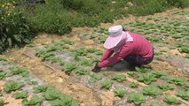 전국 첫 농민수당...지역 상품권으로 경제 활성화 / YTN