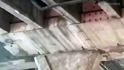 Kitten Rescued From Under Motorway Bridge