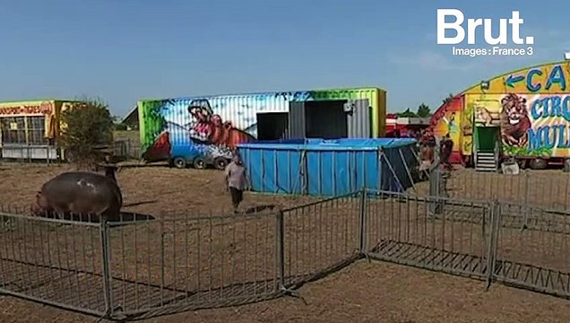 L'ONG One Voice milite pour libérer Jumbo