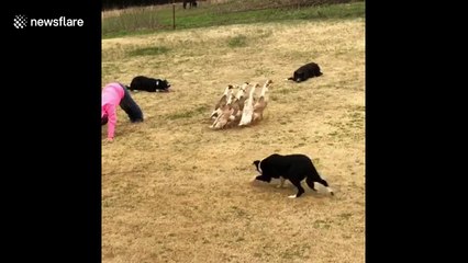 Homemade circus? Dogs teach flock of ducks how to perform tricks
