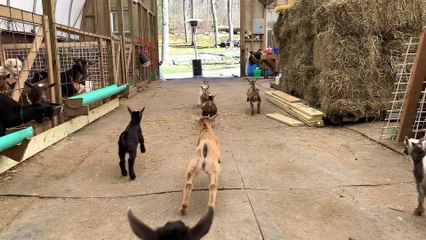 Precious Baby Goat Stampede