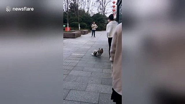 Stray dog pretends to be disabled to beg food from people
