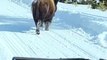 Quand un bison charge des motoneiges dans le parc de Yellowstone