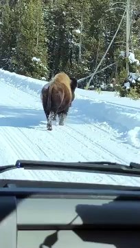Quand un bison charge des motoneiges dans le parc de Yellowstone