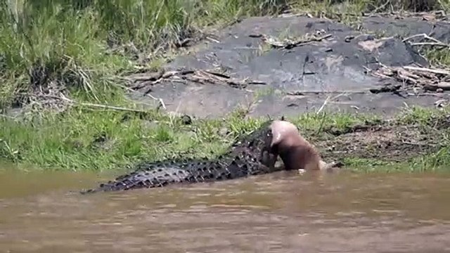Ce crocodile ne fait qu'une bouchée d'un jeune hippopotame