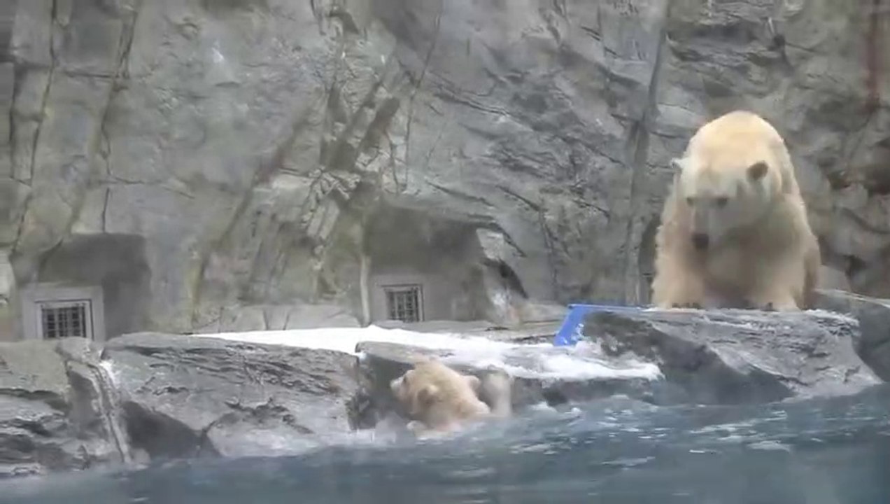 Cette maman ours polaire surveille bien son bébé qui fait des bêtises...