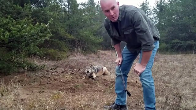 Cet homme courageux tente de libérer un loup qui a la patte prise dans un piège