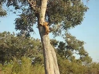 Ce lionceau était coincé ans l'arbre et il est bien content de retrouver maman en bas