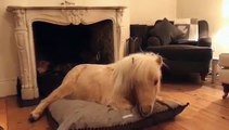 Ce poney Shetland se prend pour un chien