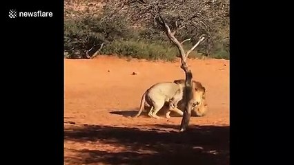 Lion brothers engage in vicious struggle over female