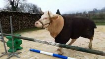 Aston, le taureau qui fait du saut d'obstacles (Meuse)