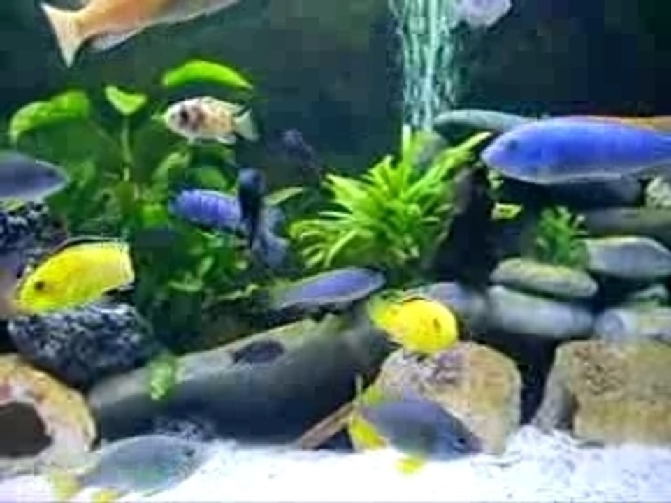 Malawi  video 10