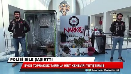 Topraksız tarımla hint keneviri