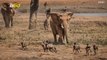 Wildlife Photographer Captured Young Elephants Defending Herd from Wild Dogs