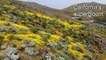 Wildflowers cover southern California hills