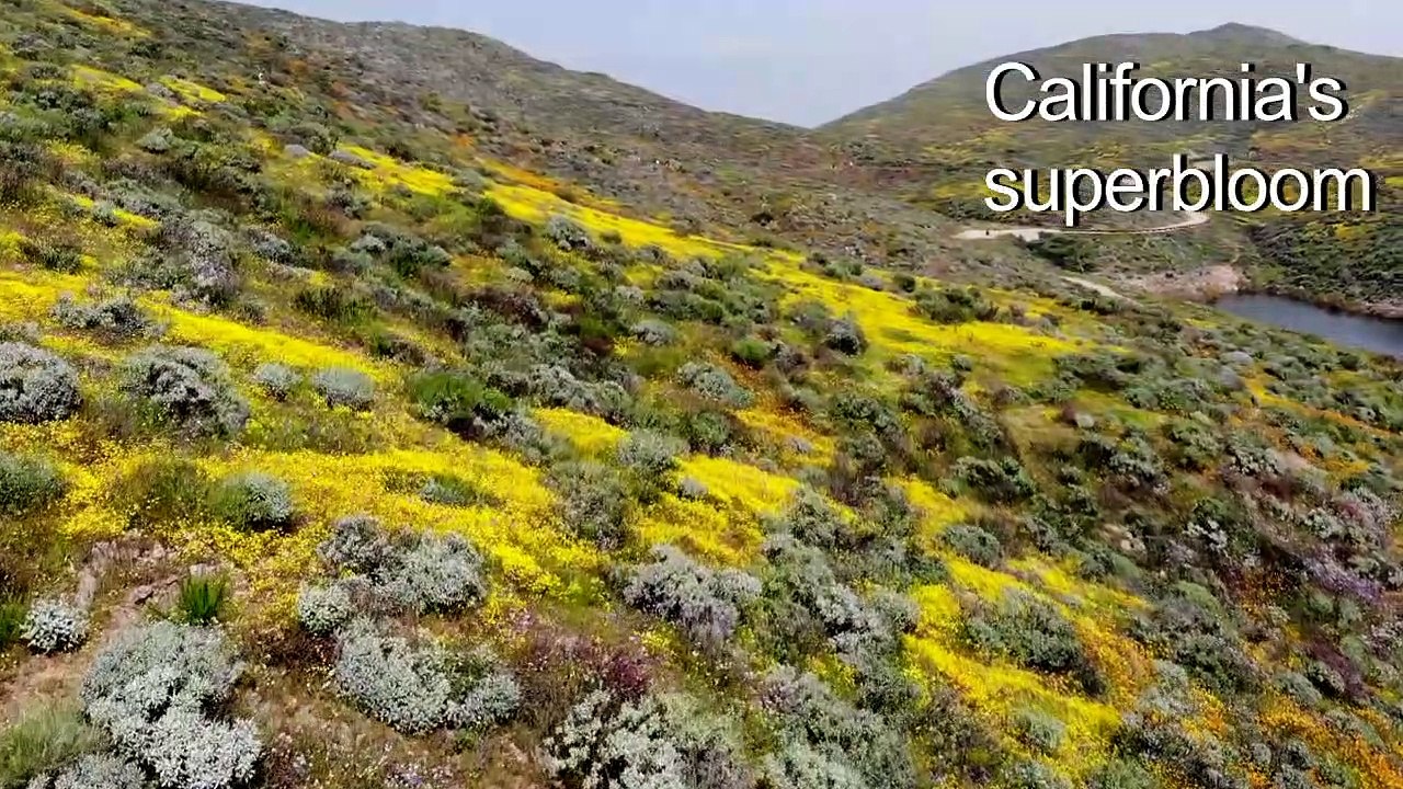 Wildflowers cover southern California hills