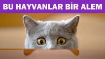 Bu Hayvanlar Bir Alem (Sakar Hayvanlar)