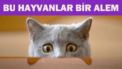 Bu Hayvanlar Bir Alem (Sakar Hayvanlar)