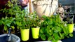 Patio Gardening Tips and Tricks