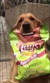 Smiling Dog Participates in Potato Chip Campaign