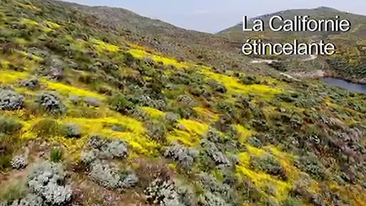 Images de drone de floraison dans le sud de la Californie