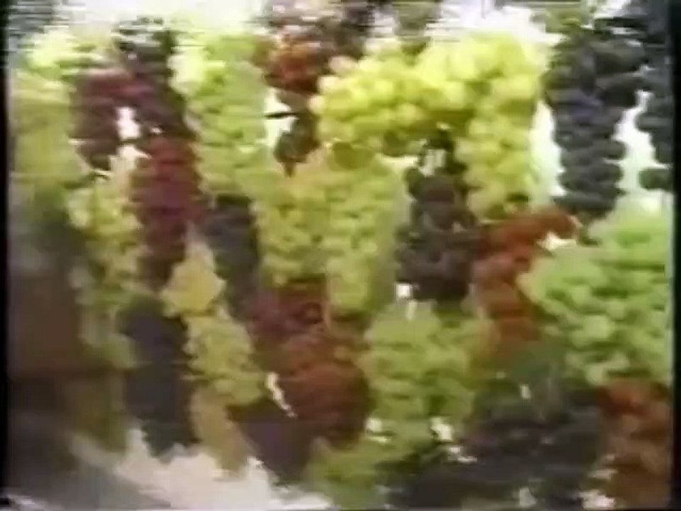 Ai ai - Wow