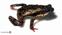 This Fungus Is Being Blamed For Causing Amphibian 'Apocalypse'