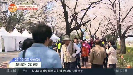 남부는 벌써 벚꽃 개화... 서울은 언제?!