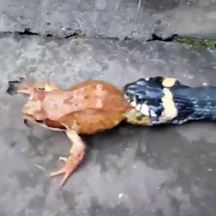 Snake Vs Big Frog who will Win?