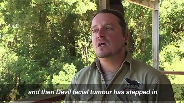 Tasmanian Devils fight back against deadly disease