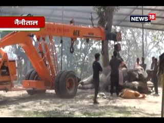 रामनगर वन प्रभाग में गजराज पहनेंगे जूते