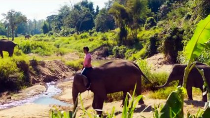 Junglee movie, Notebook movie review, box office collection prediction, Pranutan, Vidhyut Jaamwal