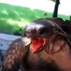 ち 로얄카지노 카지노게임사이트⊆⊆ＭＳＴ272、C O M⊇⊇코인카지노싸이트 ろ성강한 스타급 선수ろ