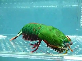 The Amazing Peacock Mantis Shrimp
