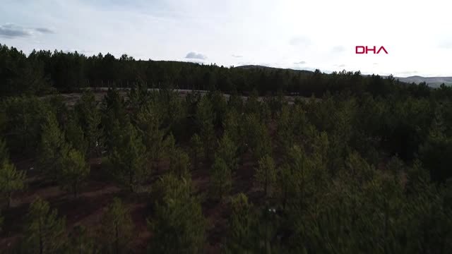 Sivas Çevreci Rektör, Doğum Günü Hediyesi Olarak Fidan Diktiriyor